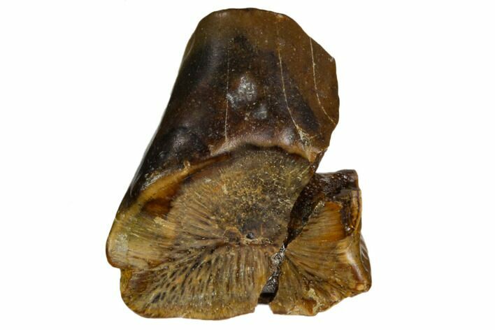 Iguanodon Shed Tooth - West Sussex, England #123529